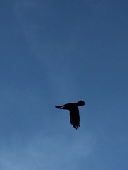 Corvus macrorhynchos philippinus