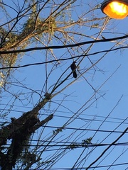 Corvus macrorhynchos philippinus