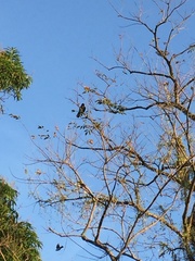 Corvus macrorhynchos philippinus