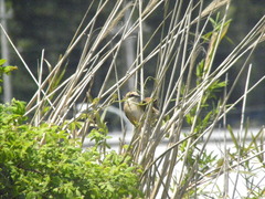 Lanius bucephalus bucephalus