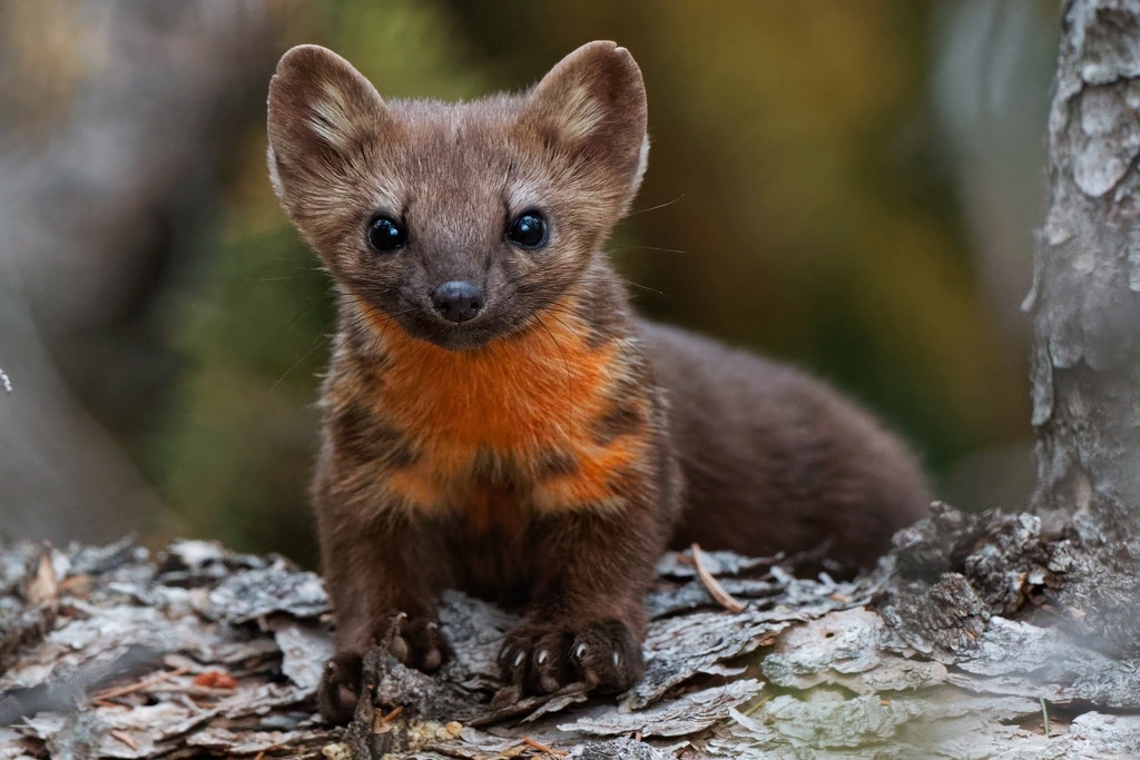 Pacific Marten
