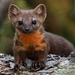 Pacific Marten - Photo (c) jmarcinik, some rights reserved (CC BY-NC), uploaded by jmarcinik