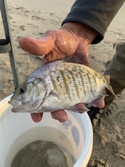 Amphistichus argenteus