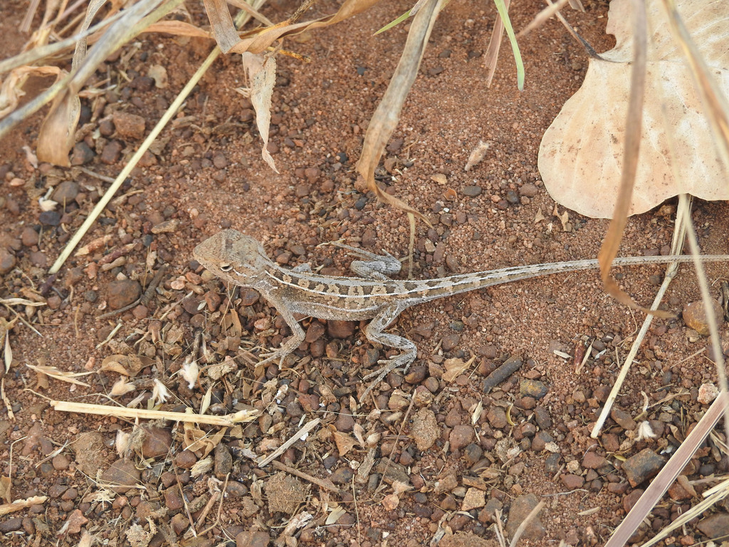 Granulated Two-Lined Dragon