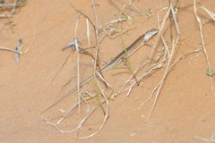 Morethia adelaidensis