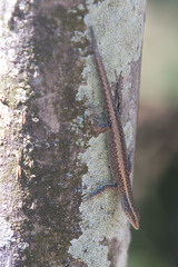 Cryptoblepharus cygnatus