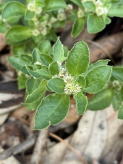 Alternanthera nana