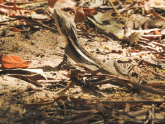 Lophognathus gilberti