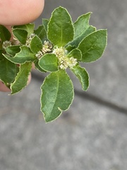 Alternanthera nana