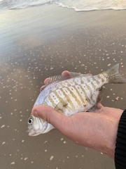 Amphistichus argenteus