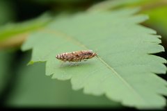 Scaphoideus festivus