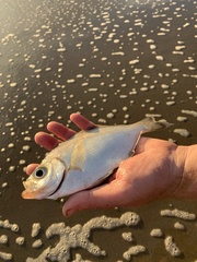 Hyperprosopon argenteum