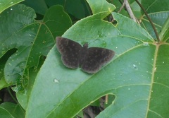 Viola egra
