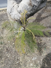 Acacia