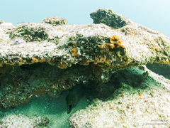 Gymnothorax castaneus