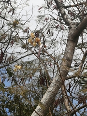 Acacia
