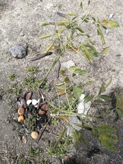 Angiospermae