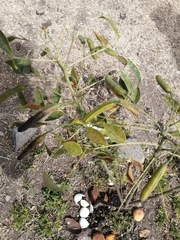 Angiospermae