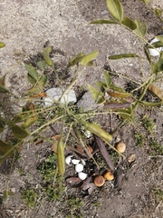 Angiospermae
