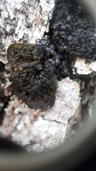 Collema nigrescens
