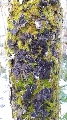 Collema nigrescens