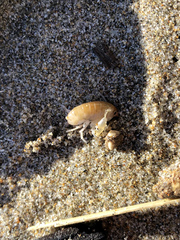 Megalorchestia corniculata
