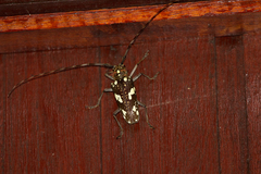 Paraepepeotes gigas