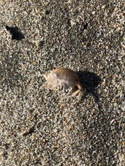 Megalorchestia corniculata