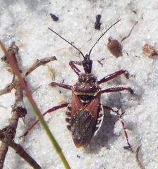 Apiomerus floridensis