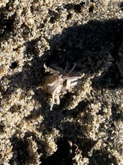 Megalorchestia corniculata