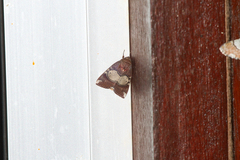 Xenochroa mediogrisea
