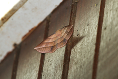 Sarcinodes reductatus