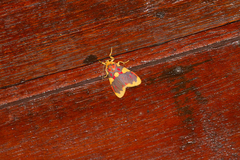 Barsine rubricostata