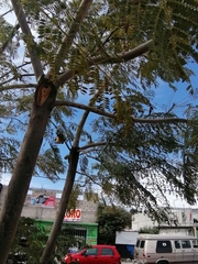 Jacaranda mimosifolia