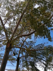 Jacaranda mimosifolia