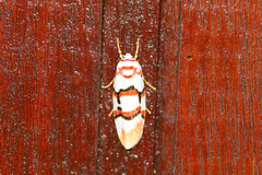 Cyana cruentata