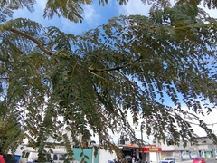 Jacaranda mimosifolia