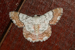 Pingasa rubimontana