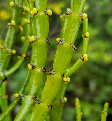 Korthalsella complanata