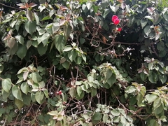 Bougainvillea