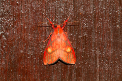 Sarbine flavodiscalis