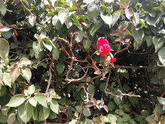 Bougainvillea