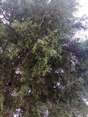 Cupressus