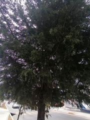 Cupressus