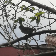 Passer domesticus