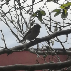 Passer domesticus