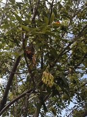 Fraxinus