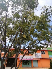Fraxinus