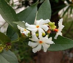 Nyctanthes arbor-tristis