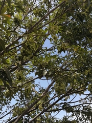 Fraxinus